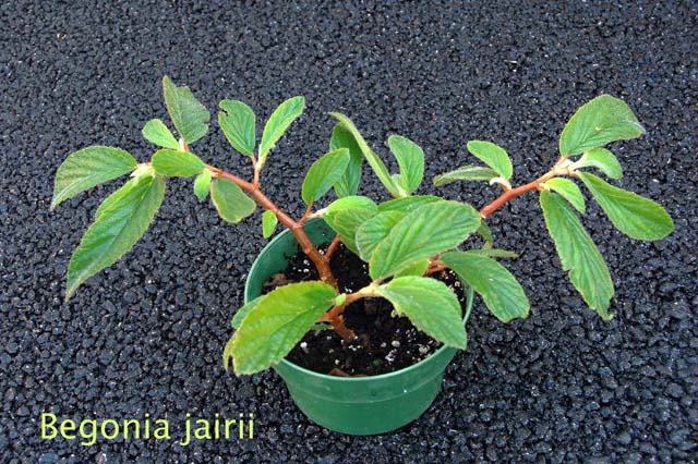 B. jairii